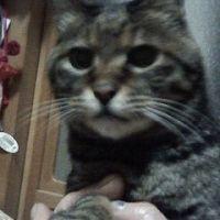 ゴロの後継ぎ 会員画像