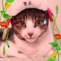 ぷりお 会員画像