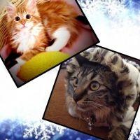 茶子りん 会員画像