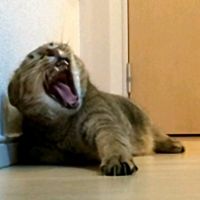 Bﾚﾓﾝ