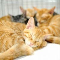 NPO法人ねこけん 会員画像