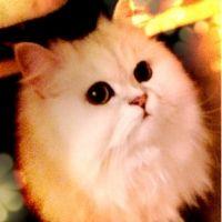 millypop 会員画像