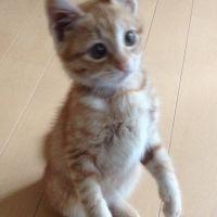 犬好き。 会員画像