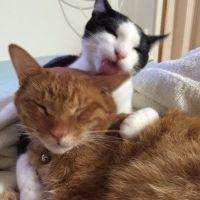 よさも 会員画像