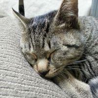 むらこ 会員画像