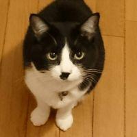 たまとまと
