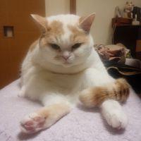 キヤラメルコ 会員画像