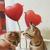 りこぐり 会員画像
