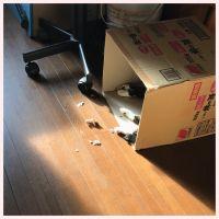 しっぽ太郎 会員画像