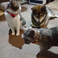 ハロル 会員画像