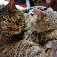 はなたんこ 会員画像