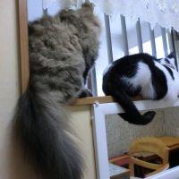 パパ 会員画像