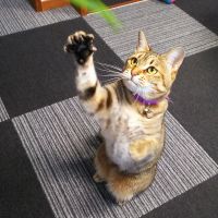 konathu 会員画像