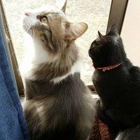 ツナ&ジジ 会員画像