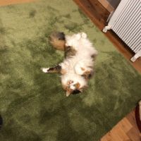 shin53 会員画像