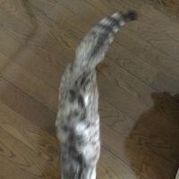 こにょん 会員画像