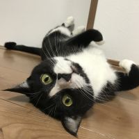 もくとら 会員画像