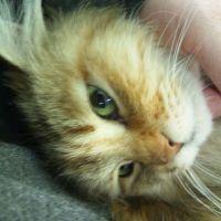 べるち 会員画像