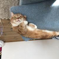 ミルちゃんまま 会員画像
