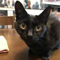 黒猫7サンちゃん 会員画像
