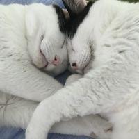 相生ねこの会さん