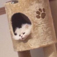 さちここ 会員画像