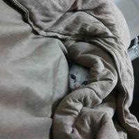 ニボシ 会員画像
