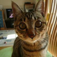 みかんのパパ 会員画像