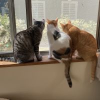 とらかえみけ 会員画像