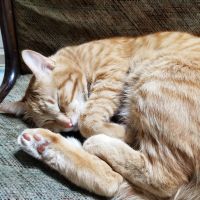 ねこちゃた 会員画像