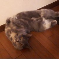 シュウしけさん