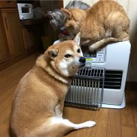 会員画像
