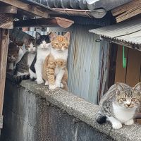 ココたろす 会員画像