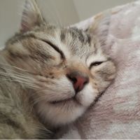 くわま 会員画像