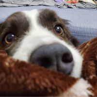 ステキな猫に出会い隊 会員画像