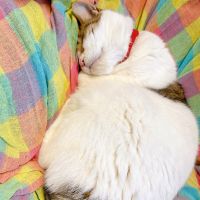 かおり3 会員画像