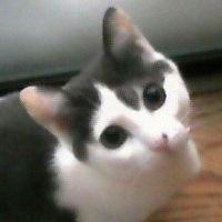 てけてけ 会員画像