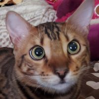 96猫96猫 会員画像