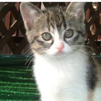 猫と過ごした25年さん