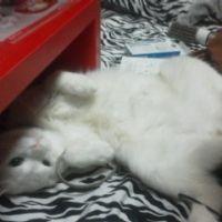 れーな(・m・) 会員画像