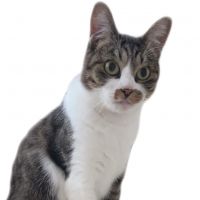 イチカワねこかぞく 会員画像