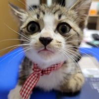 名前はまだにゃい 会員画像