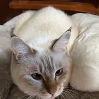 トルコキキョウさん