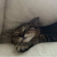 てんたい 会員画像