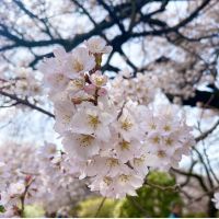 桃さくらさん