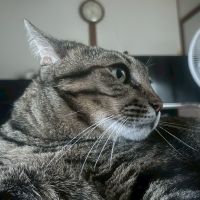 ノアラテ虎彦さん