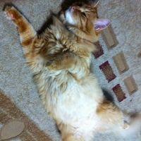 モカたん 会員画像