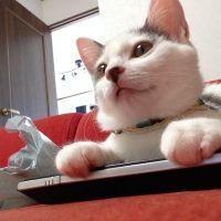 箱ねこnet地域猫 会員画像