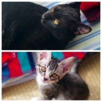 hanamallow 会員画像