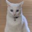 ユーザ画像